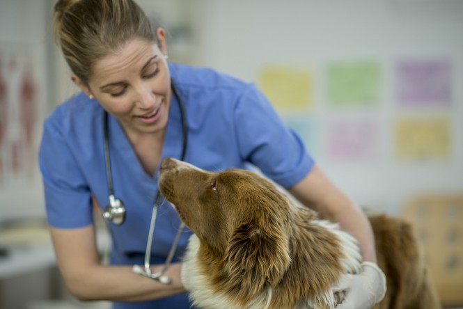 How one psychologist is tackling veterinary suicide on a global scale